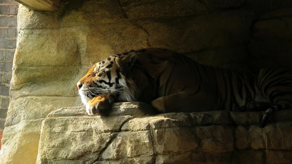 Tiger Resting in Golden Light wallpaper