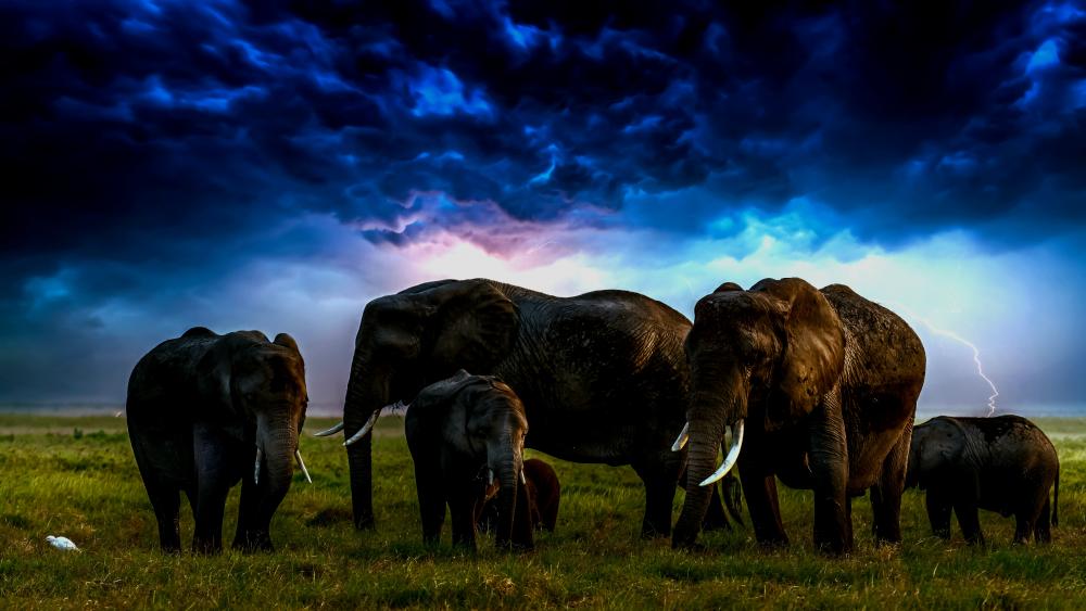 Majestic Elephants Against Stormy Skies wallpaper