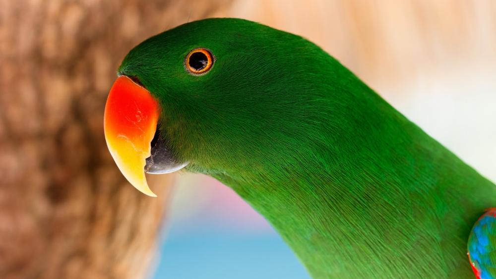 Vibrant Green Parrot Close-up wallpaper