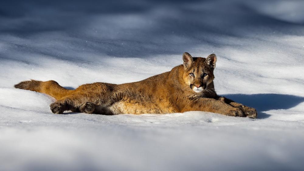 Cougar Resting in Winter Wonderland wallpaper