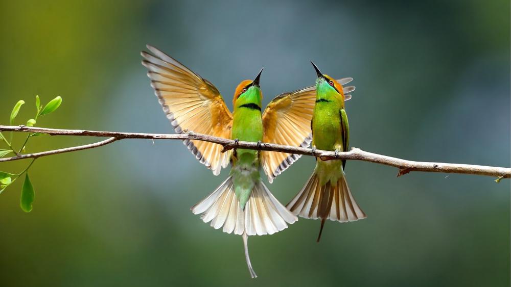 Dance of the Green Bee-eaters wallpaper
