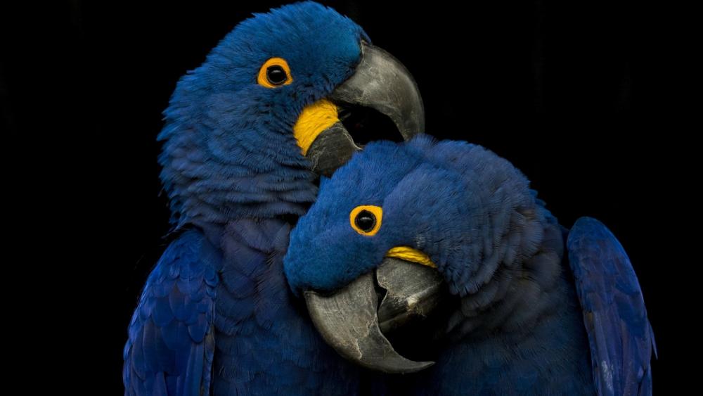 Bonding Blue Parrots Embrace wallpaper