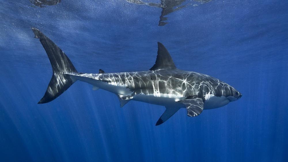 Majestic Shark Gliding Through Ocean Depths wallpaper