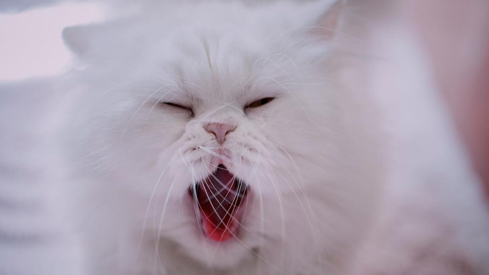 White Cat Mid-Yawn Moment wallpaper