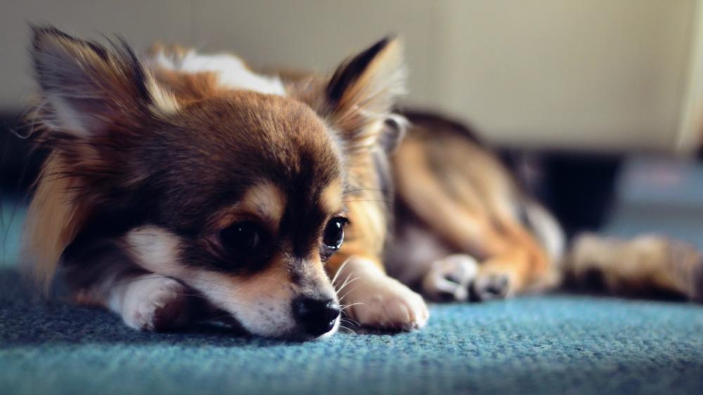 Restful Chihuahua Pondering Life wallpaper