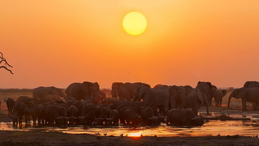 Elephant Herd at Sunset Silhouette wallpaper