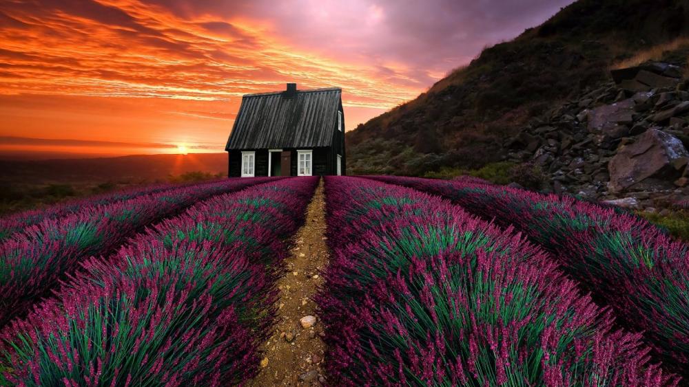 Lavender Dreams at Sunset wallpaper