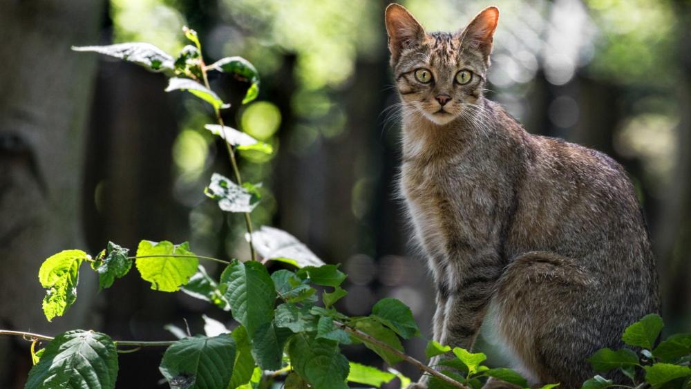 Wild Cat in Forest Ambiance wallpaper
