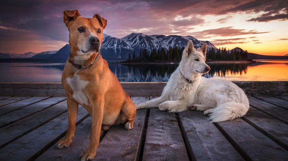 Dogs Enjoying Sunset By Serene Mountain Lake wallpaper