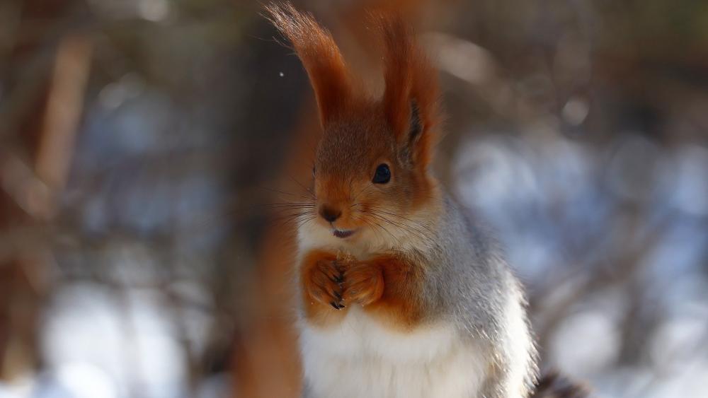Curious Red Squirrel in Winter Woods wallpaper