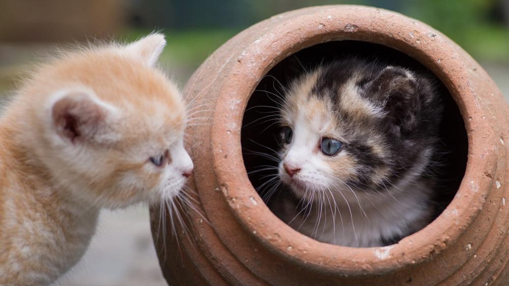 Kittens Exploring New Hideouts wallpaper