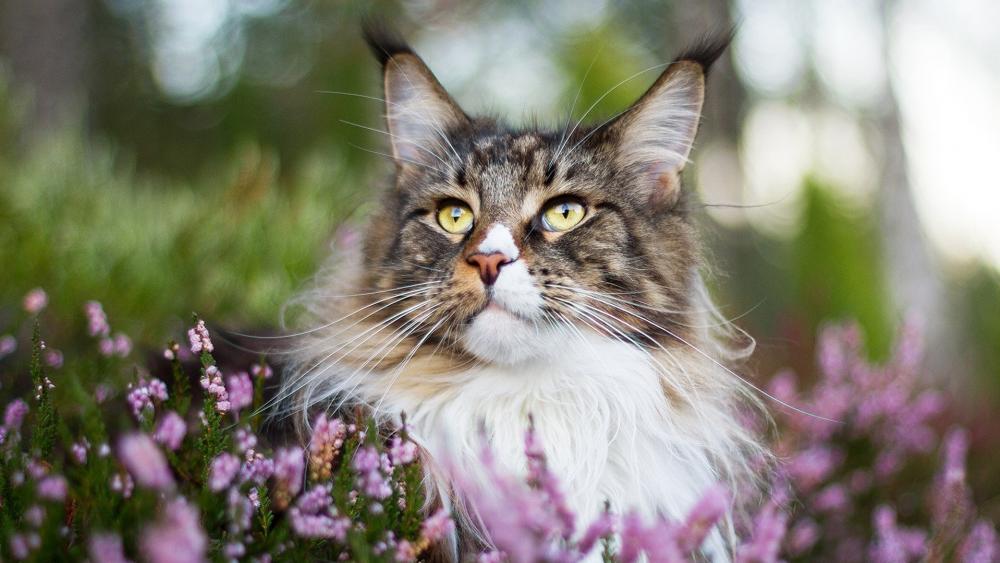 Majestic Maine Coon Admires Spring Blossoms wallpaper
