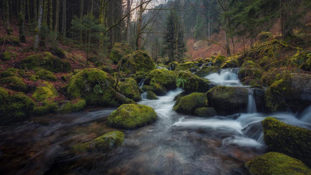 Moss-Covered Serenity of a Woodland Stream wallpaper