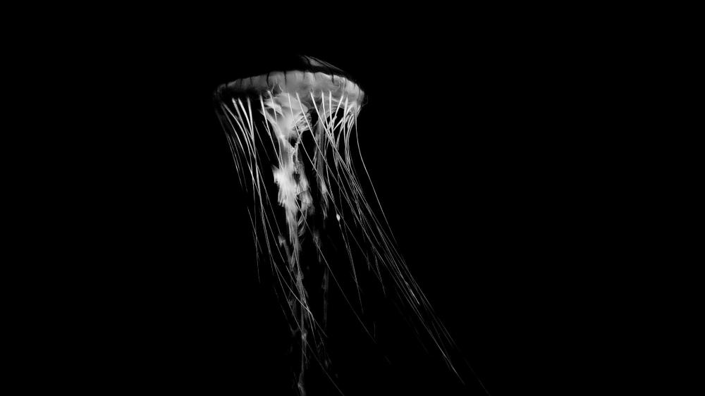 Monochrome close up of a jellyfish wallpaper