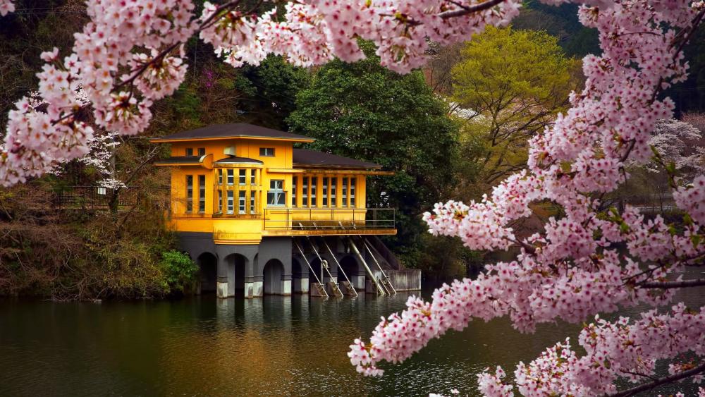 Cherry Blossom Enchantment by the Lake wallpaper
