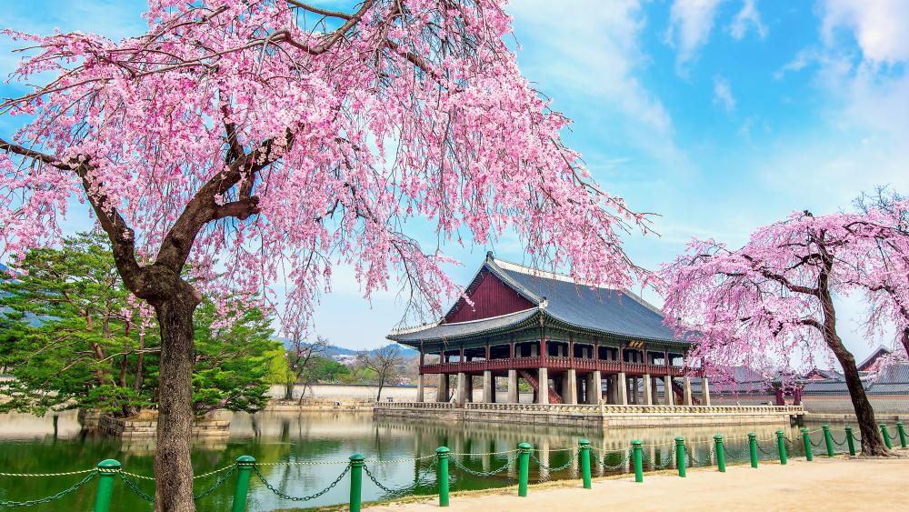 Blossoming Spring at Gyeongbokgung Palace wallpaper