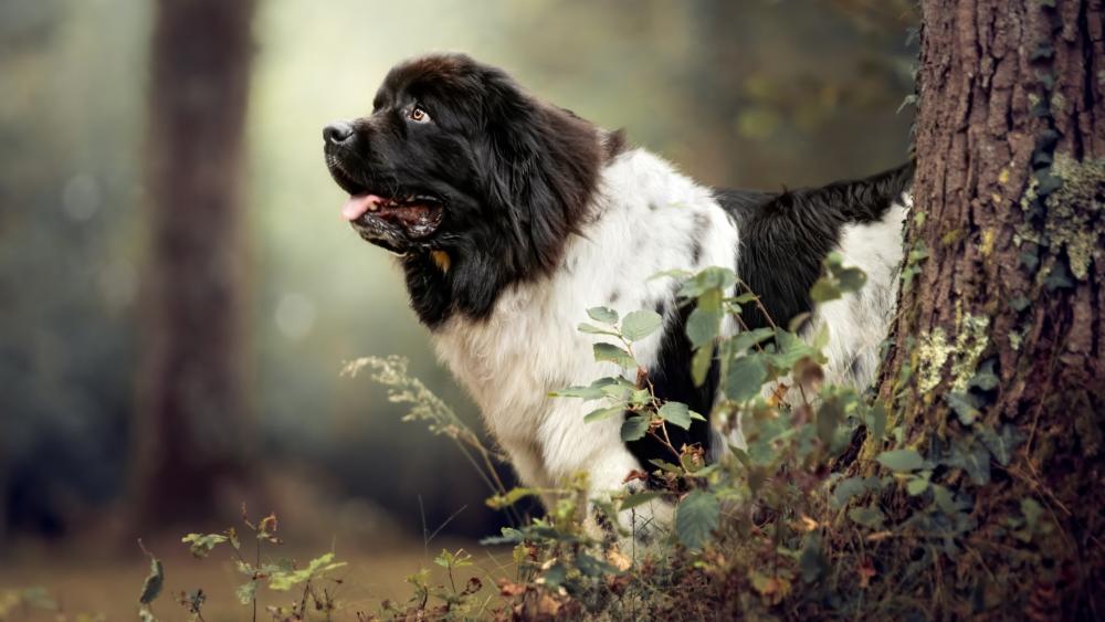 Majestic Newfoundland Dog in Forest Ambiance wallpaper