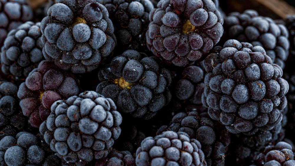 Frost-Kissed Blackberries Delight wallpaper