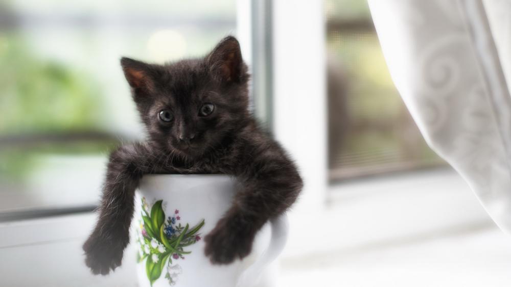 Playful Kitten In A Cup wallpaper