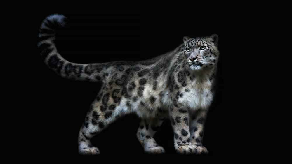 Majestic Snow Leopard in Darkness wallpaper