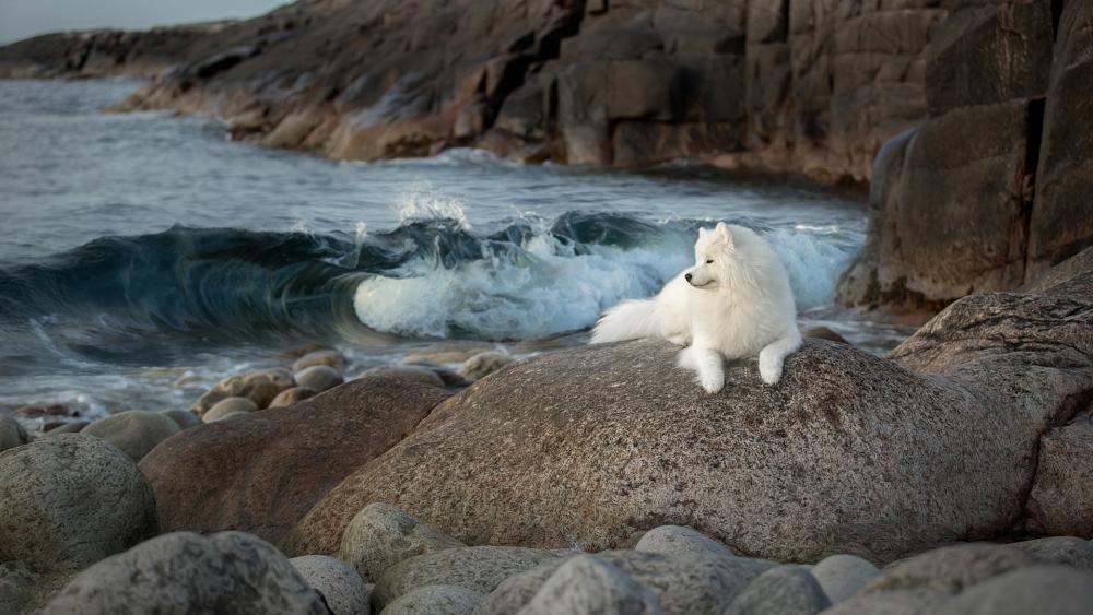 Majestic White Samoyed Dog Enjoys Seaside Serenity wallpaper