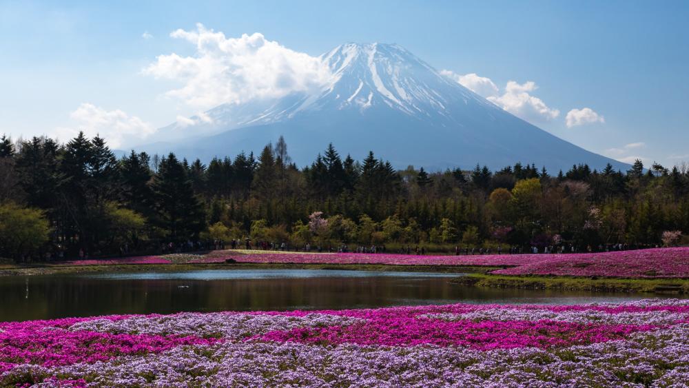 Majestic Mount Fuji Amidst Blooming Splendor wallpaper