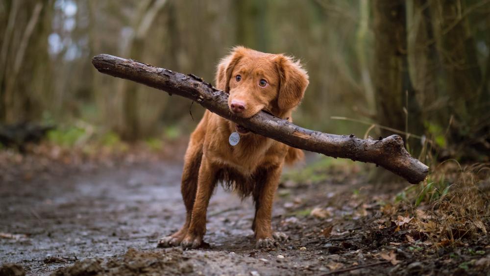 Puppy's Big Adventure with a Stick wallpaper
