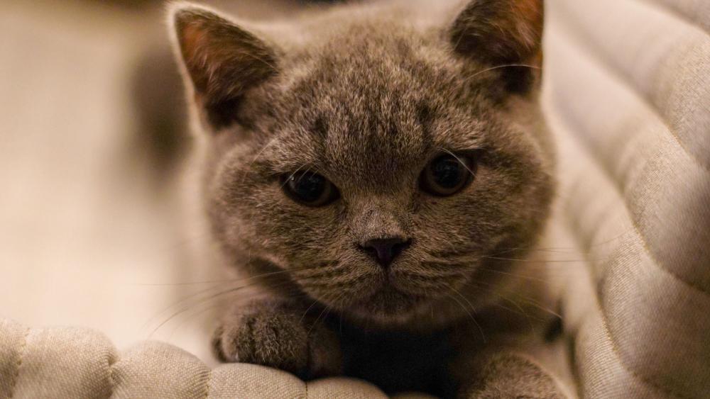 British Shorthair Kitten in Soft Focus wallpaper