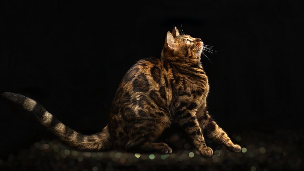 Majestic Bengal Cat on Dark Backdrop wallpaper