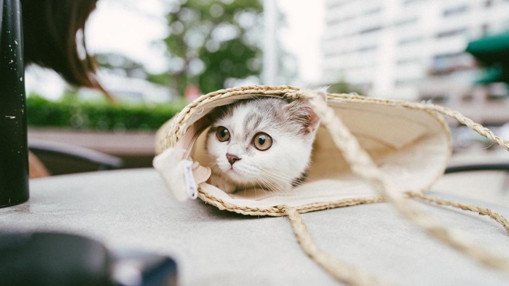 Curious Kitten Peekaboo in a Straw Bag wallpaper