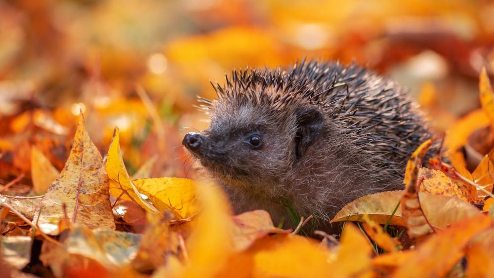Hedgehog's Autumn Adventure wallpaper