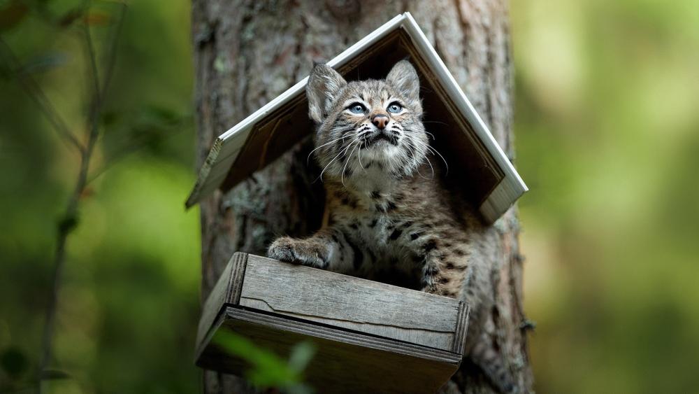 Curious Lynx Cub Explores a Birdhouse wallpaper