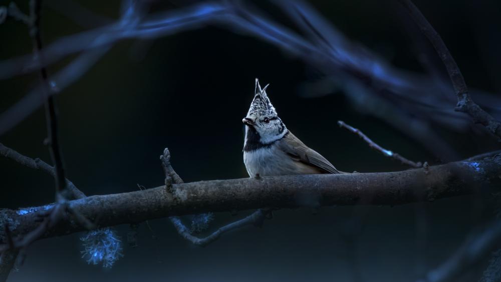 Mystical Crested Tit in Twilight Ambience wallpaper