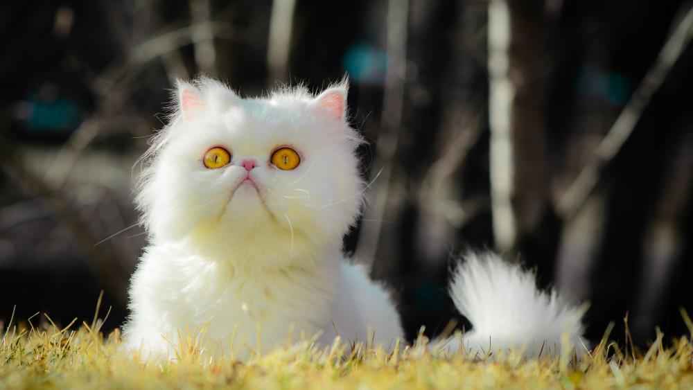 Majestic White Persian Cat in Sunlight wallpaper