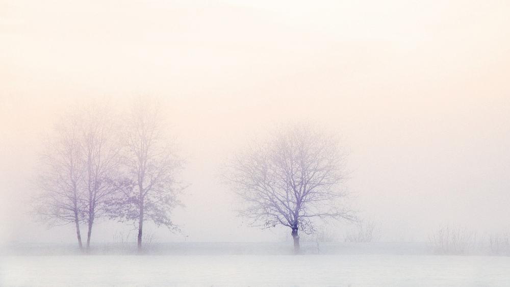 Misty Winter Solitude wallpaper