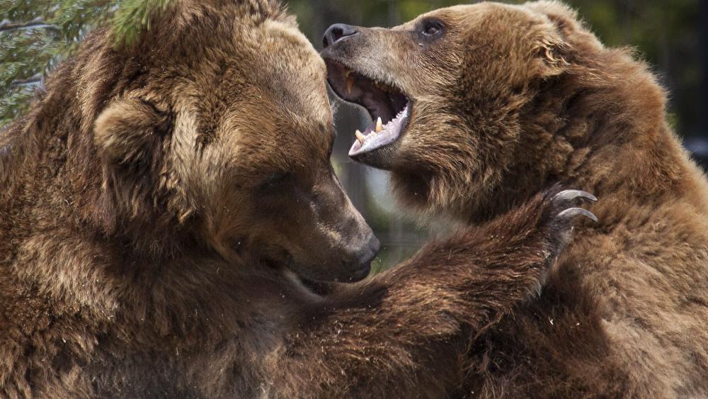Majestic Grizzly Bears in Confrontation wallpaper