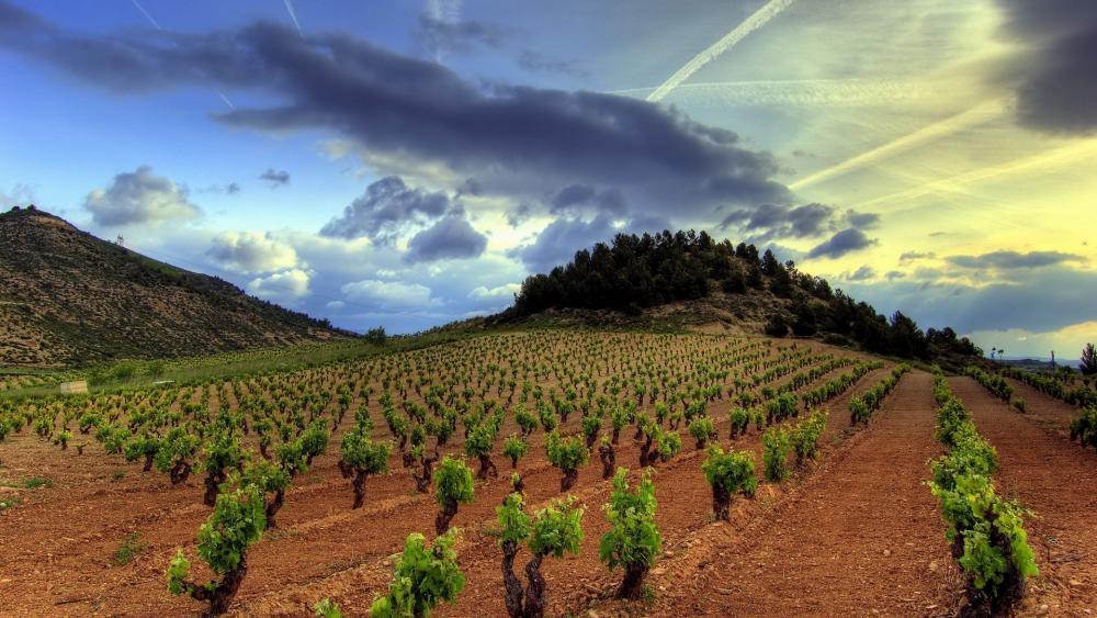 Vineyard Vistas of Rueda Spain wallpaper
