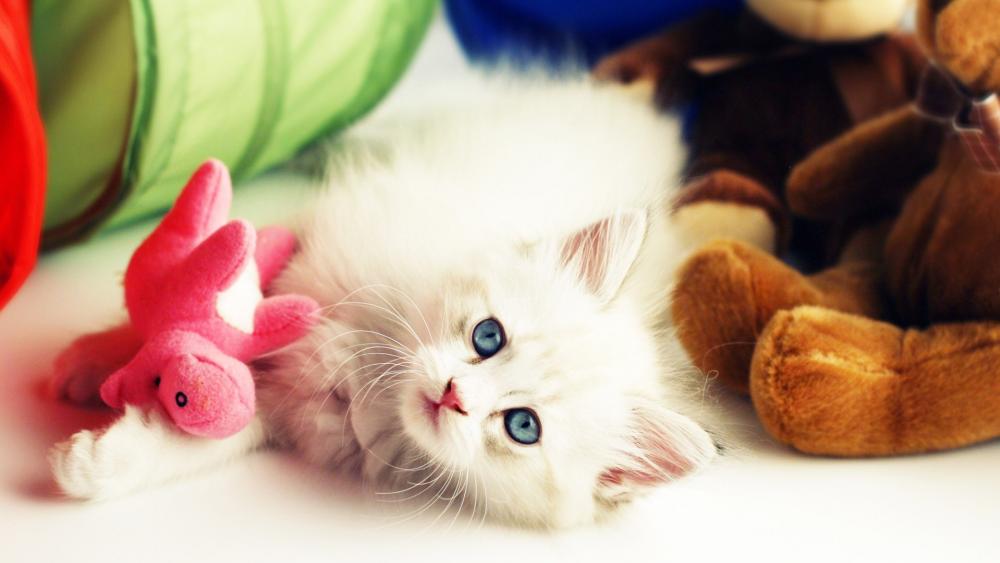 Playful Kitten Amidst Colorful Toys wallpaper