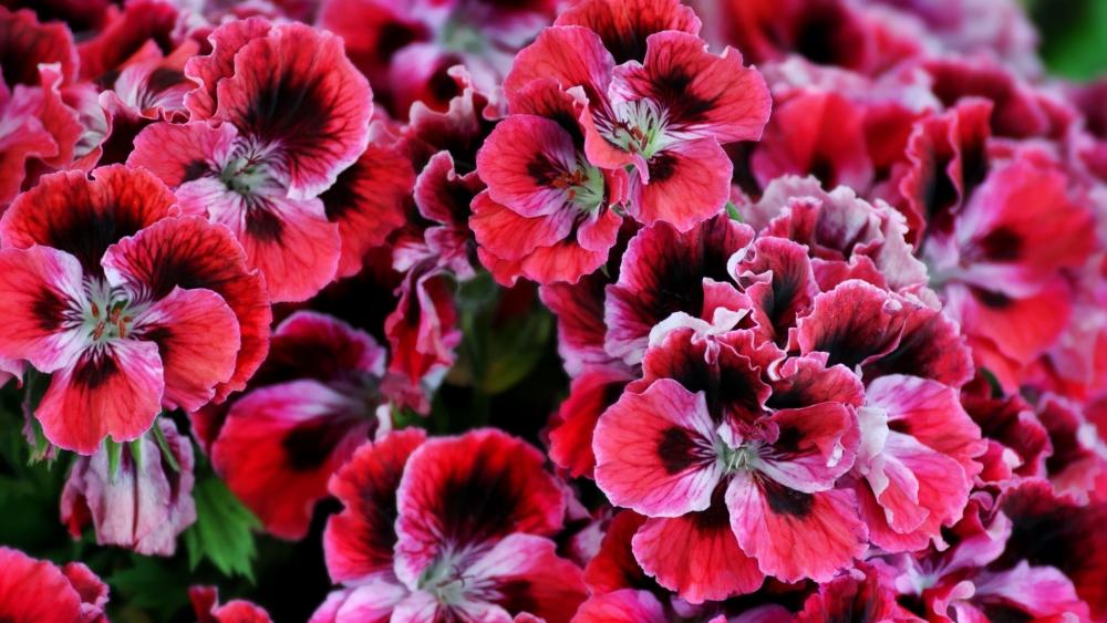 Vibrant Regal Pelargonium Bloom wallpaper