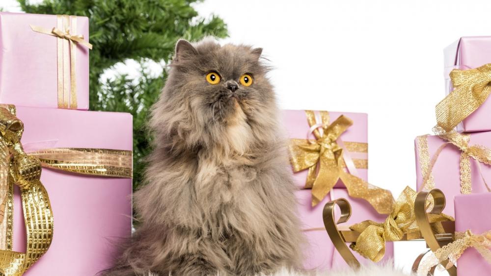 Festive Feline Amongst Christmas Cheer wallpaper
