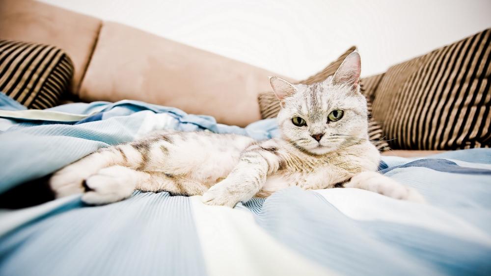 Relaxed Feline on Soft Blue Sheets wallpaper