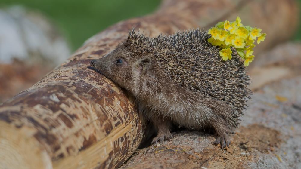 Adorable Hedgehog Encounter in Nature wallpaper