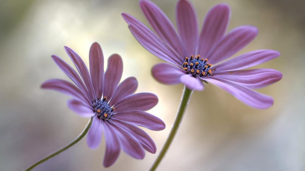 Delicate Pink Dimorphotheca Blossoms wallpaper