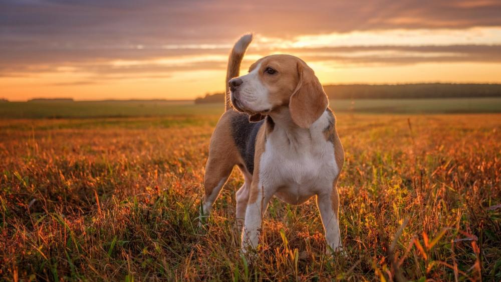 Beagle Basking in Golden Sunset Glow wallpaper