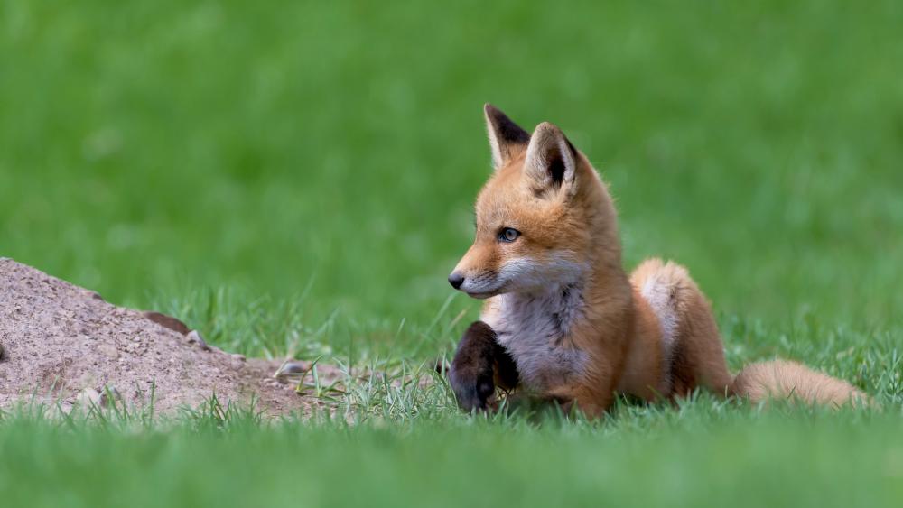 Adorable Fox Cub in Serene Meadow wallpaper