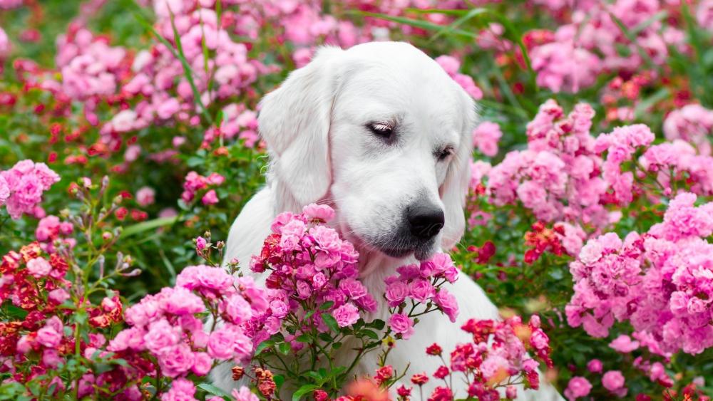 Labrador Retriever Puppy Amidst Blooming Roses wallpaper