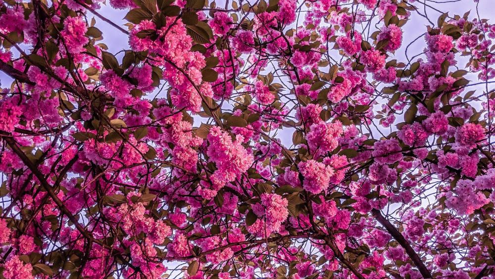 Springtime Cherry Blossom Canopy wallpaper