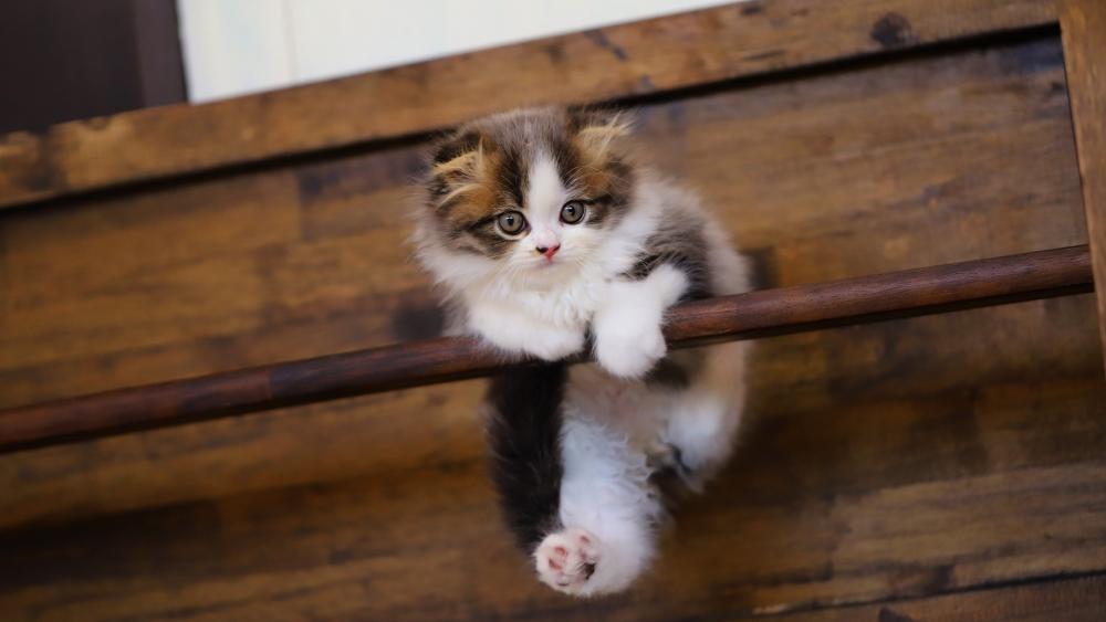 Playful Kitten Hanging Around wallpaper