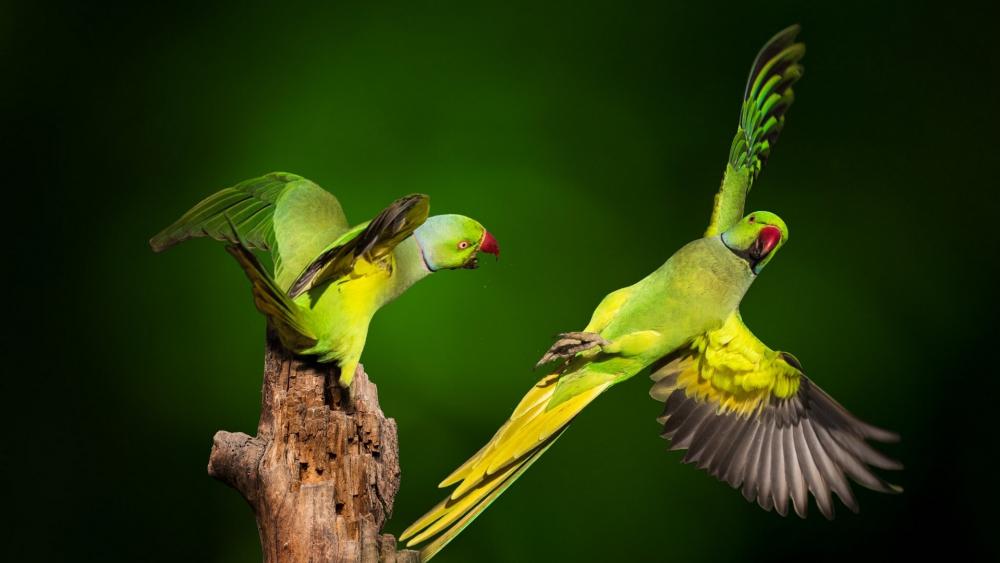 Parakeets in Mid-Flight Encounter wallpaper