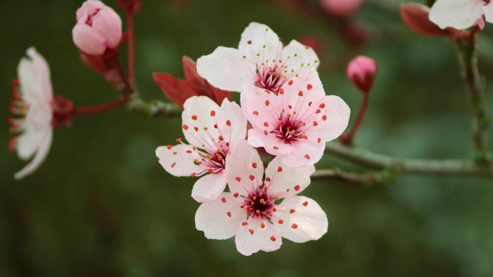 Cherry Plum Blossoms in Springtime wallpaper